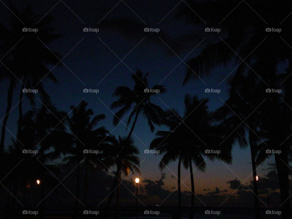 blue sunset orange palm trees by mengzishiliu