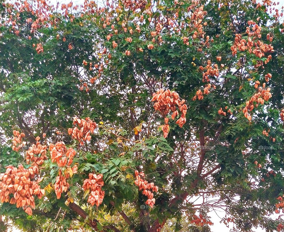 arbres, fleurs oranges