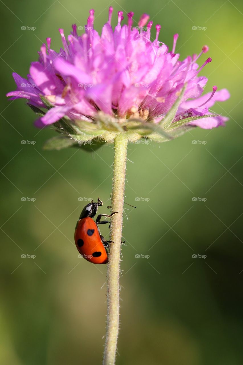 Lady bug on flower