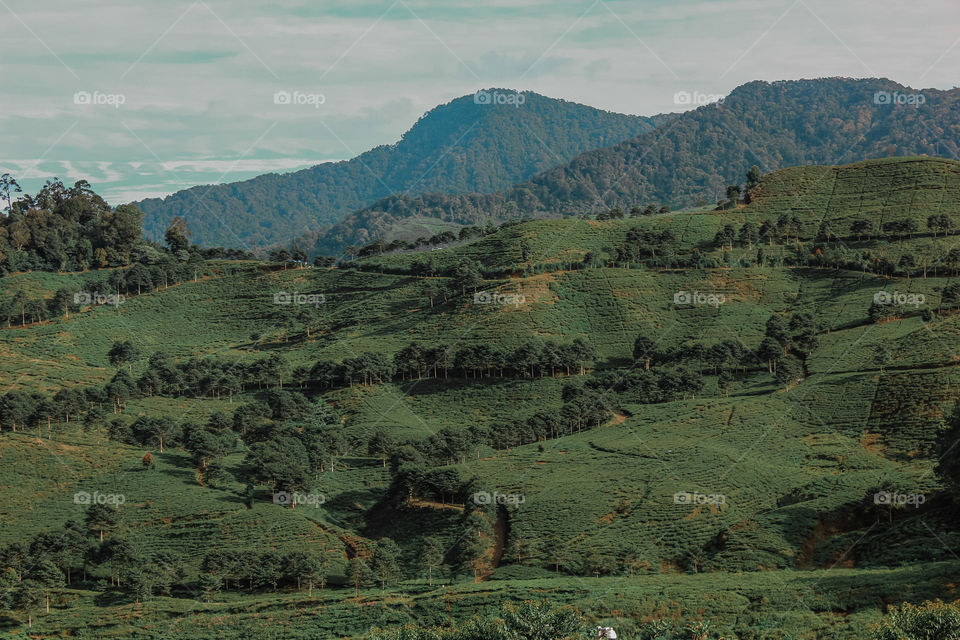 Tea Garden in Bogor (Puncak), West Java, Indonesia