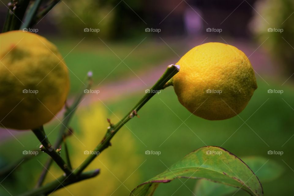 Lemons growing in the summer