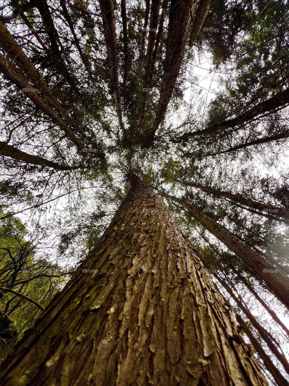 Tronco de árbol gigante 