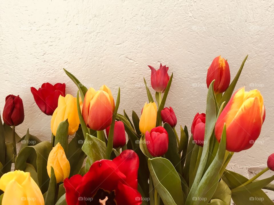 Red and yellow flowers