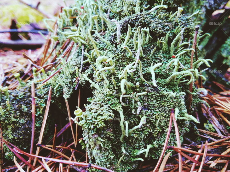 moss in the forest