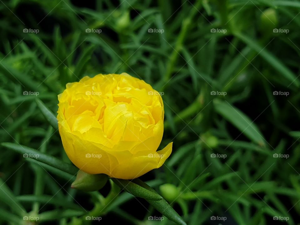 my beautiful Portulaca grandiflora