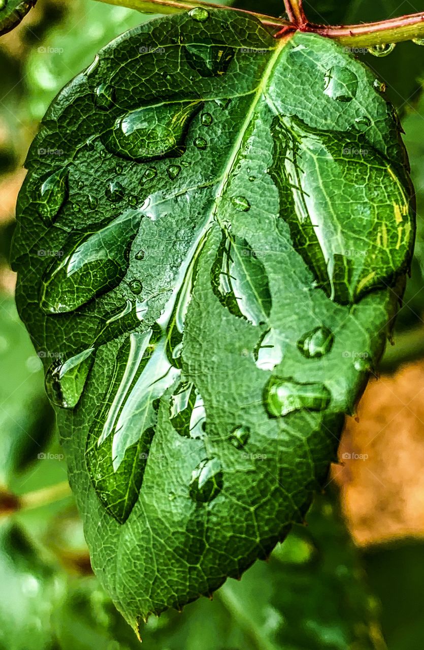 Drops on a leaf