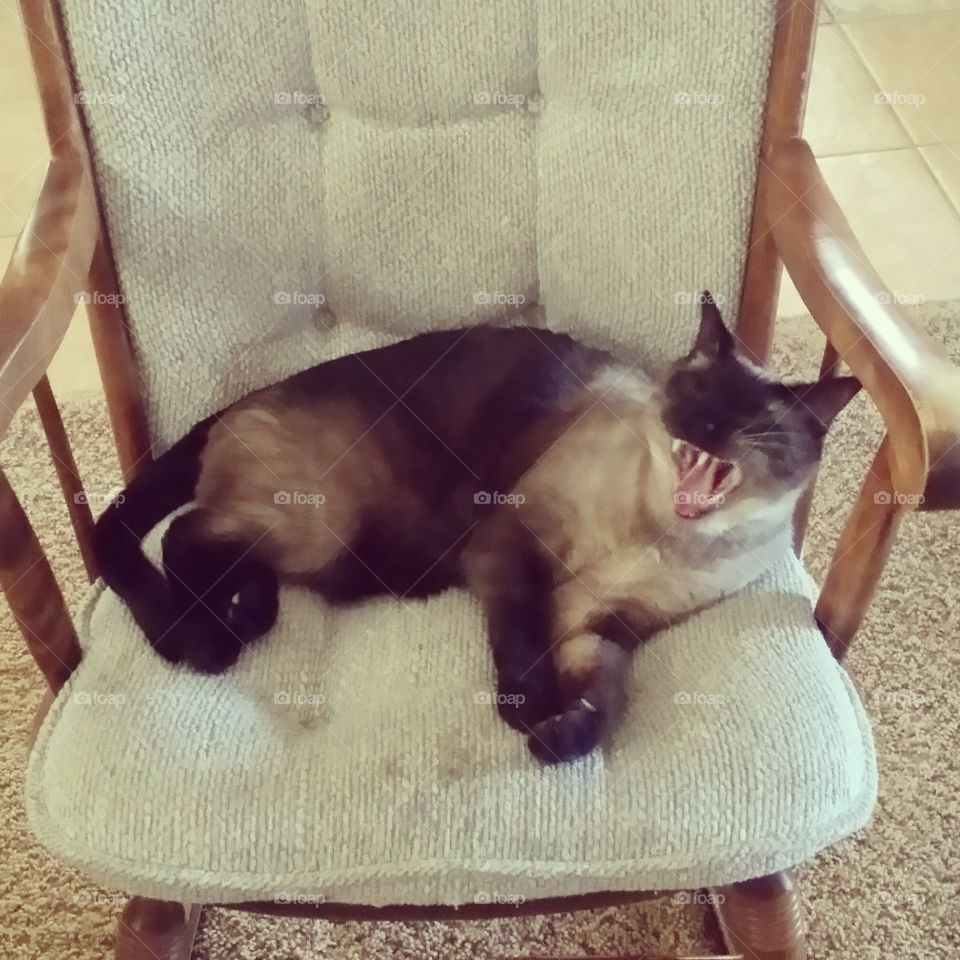 Lazy Siamese