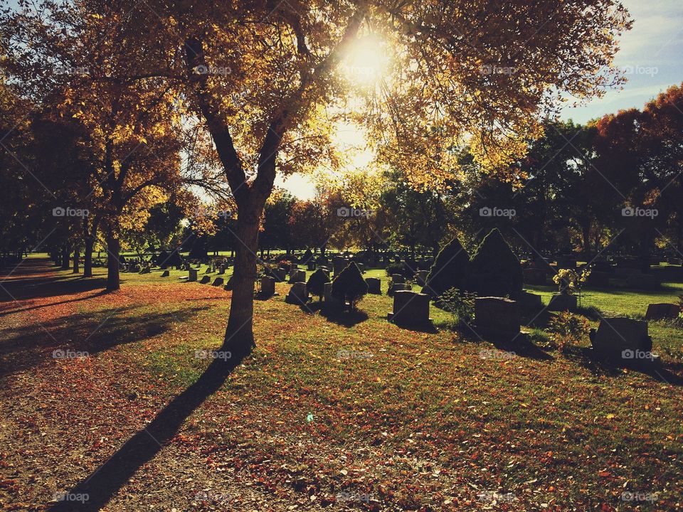 Sunlight on autumn tree