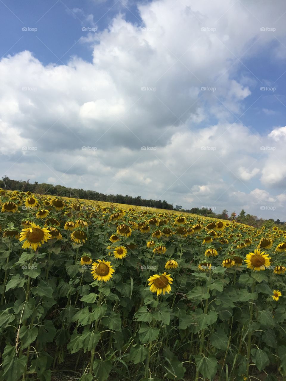 Sunflower field 