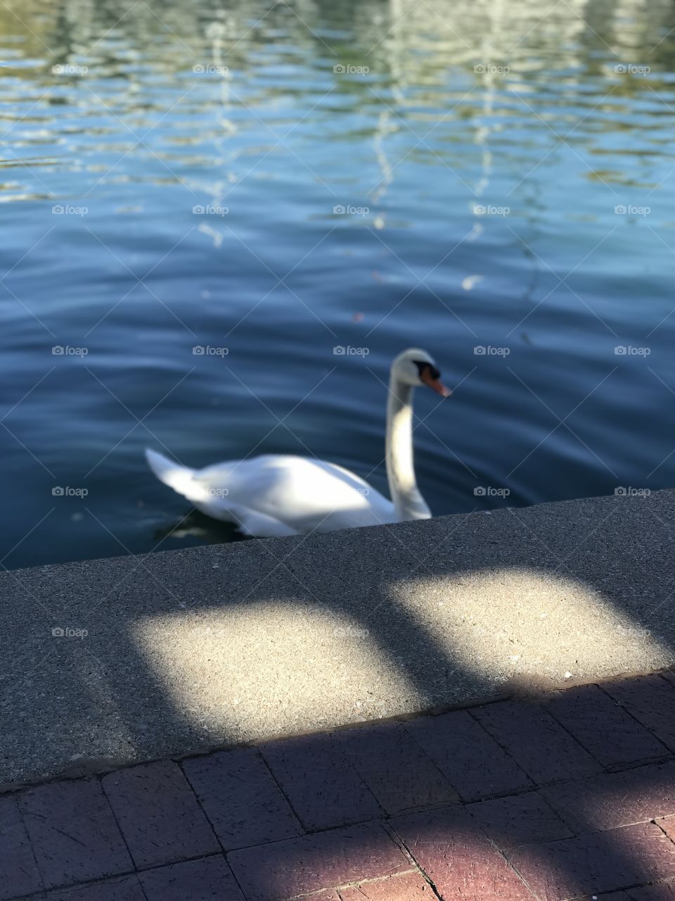 Light play on the lake with a hungry swan looking for some affection 