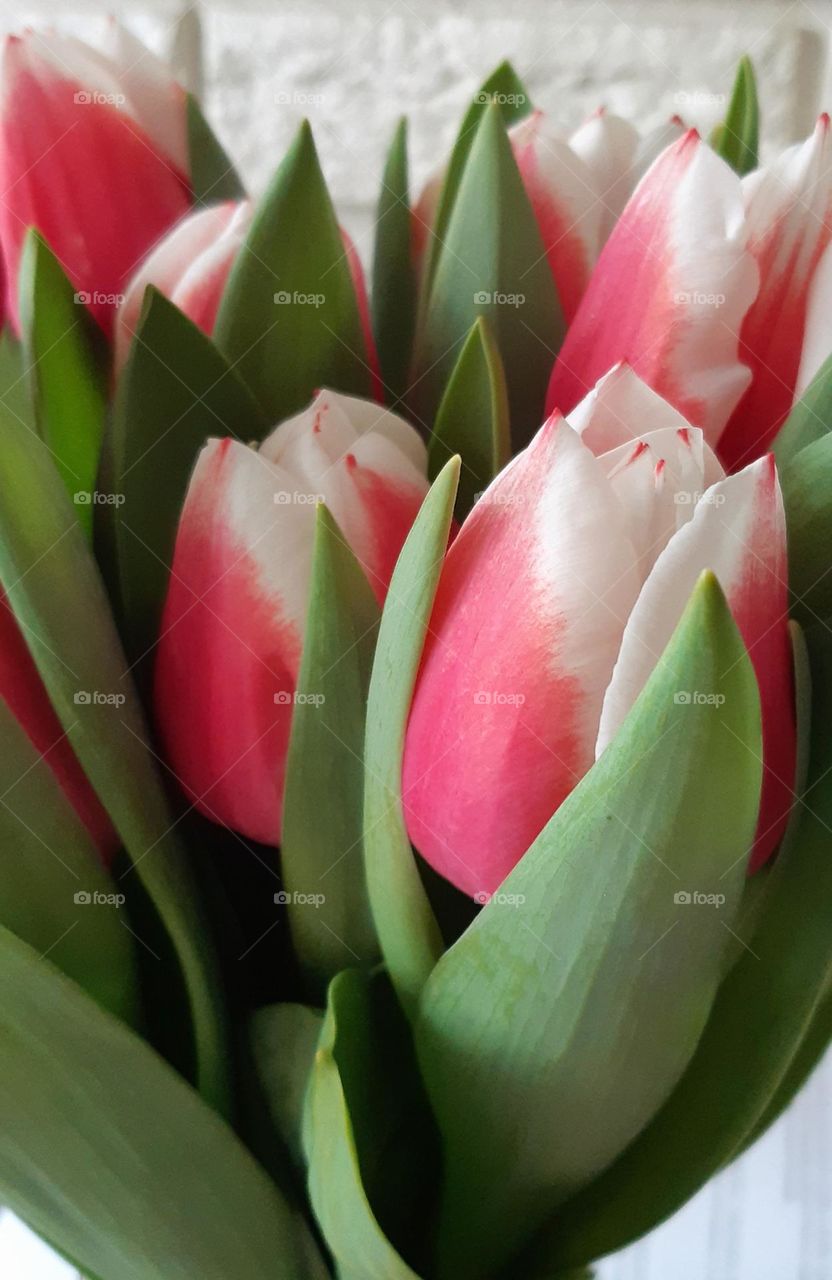 tulips indicate the beginning of spring