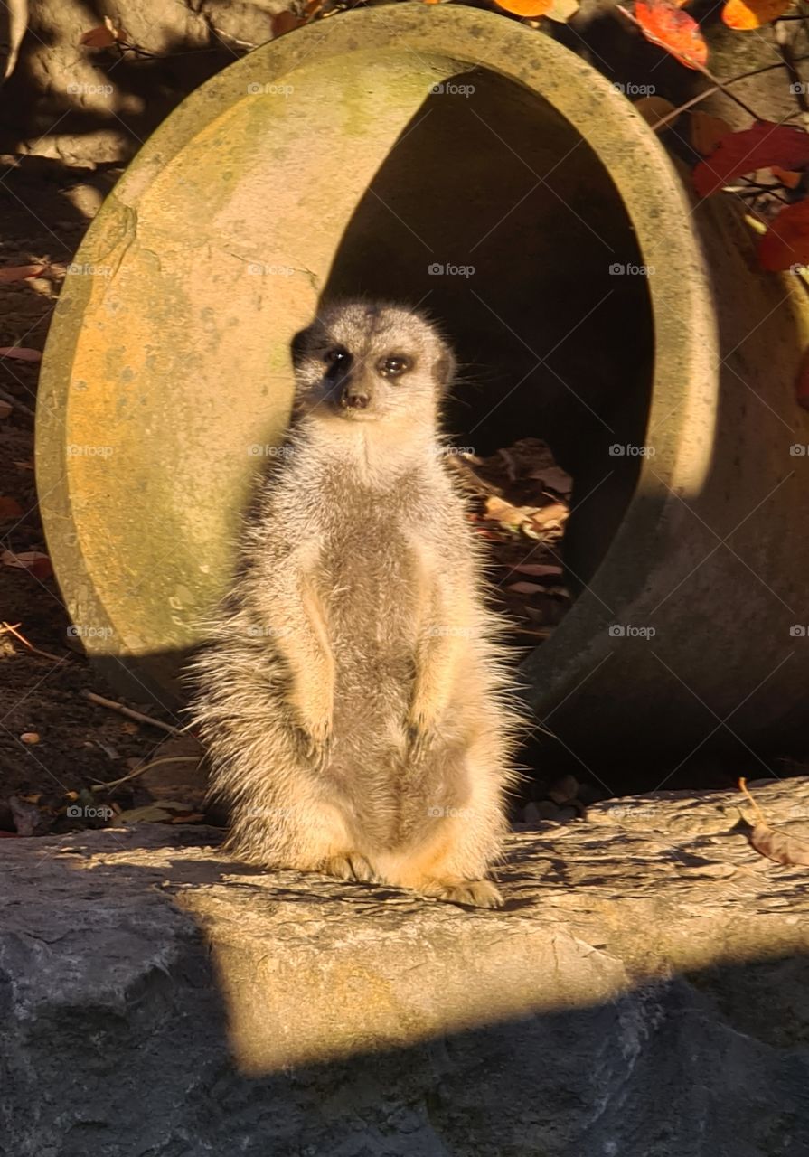 When will the guard expire?  Boring slightly