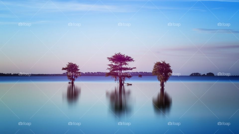 the three beautiful tree standing in water Area. A complete Natural Beauty.