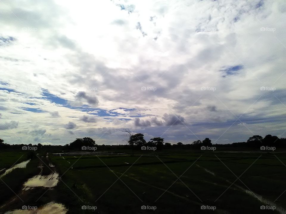 Lovely evening by the side of  the paddy fields and the river