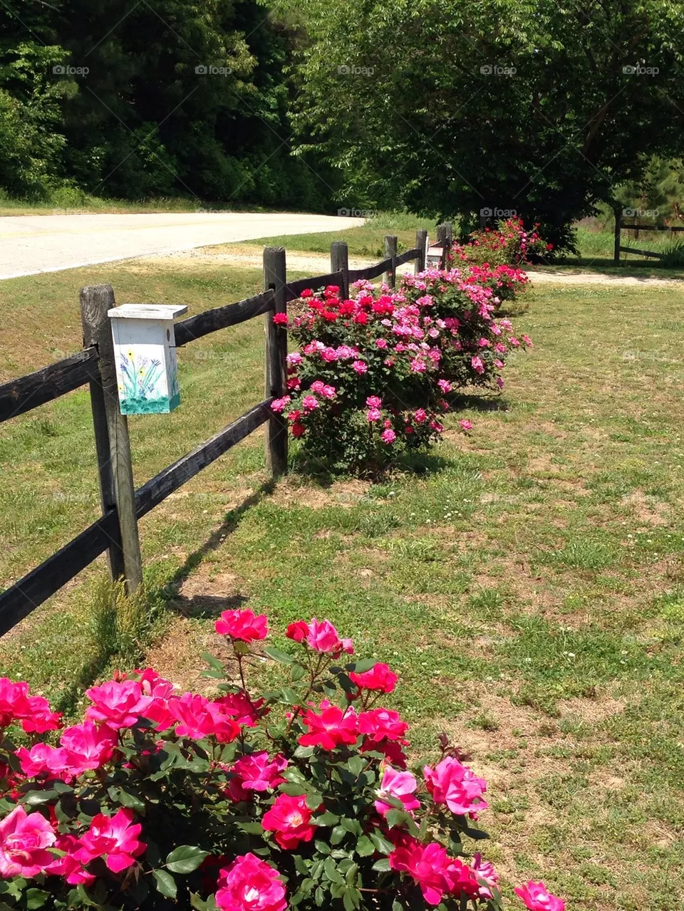 Rose bushes