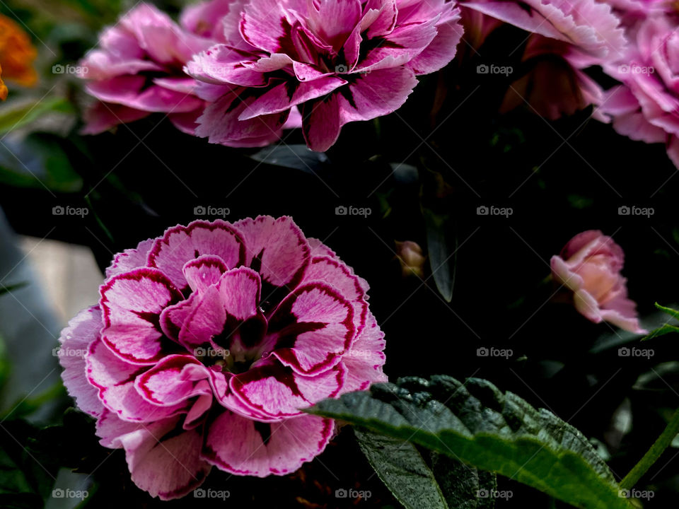 Pink flowers