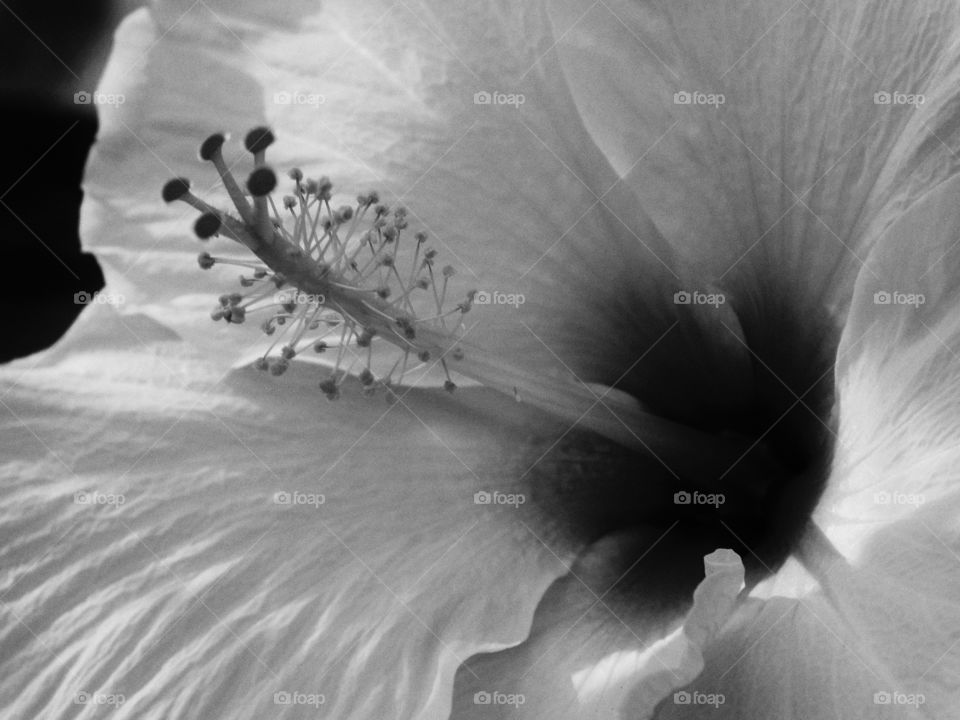 Macro shot of a yellow hibiscus 