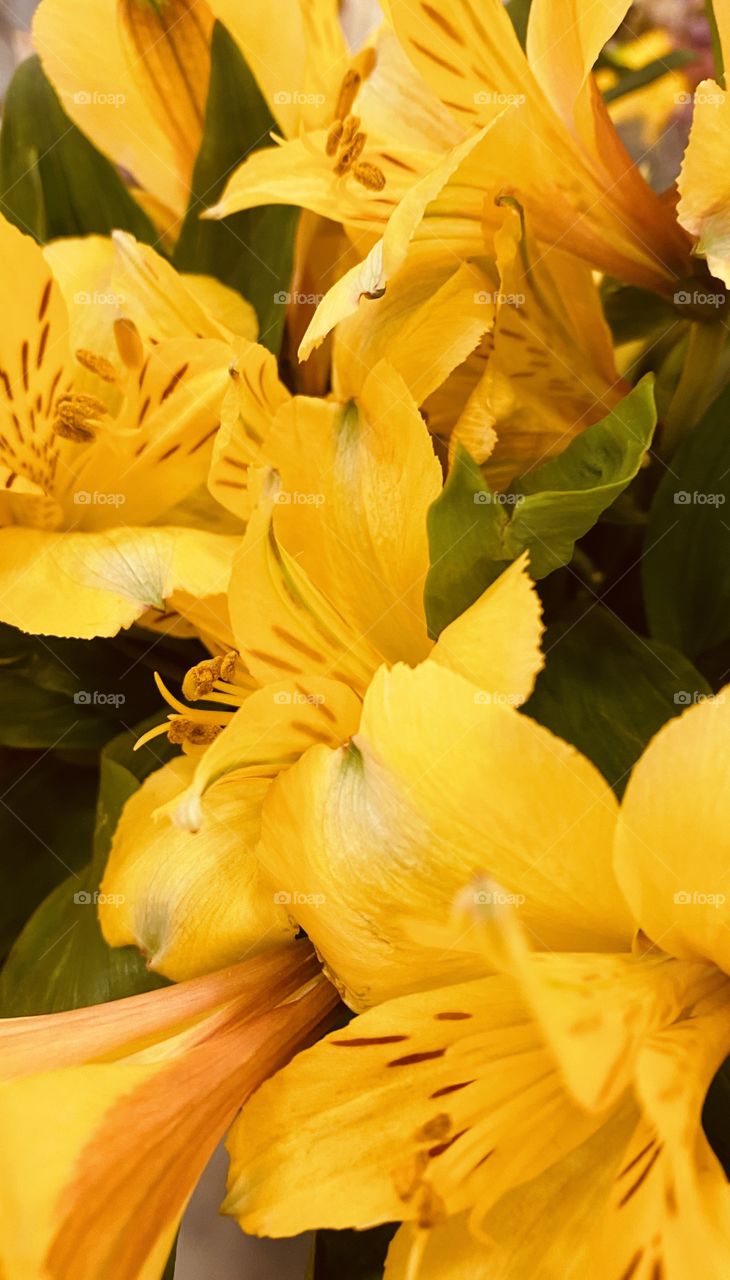 Lily’s Bright Yellow Fresh Cut from Garden