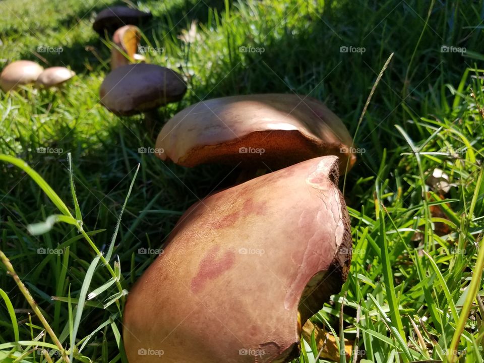 mushrooms in a line