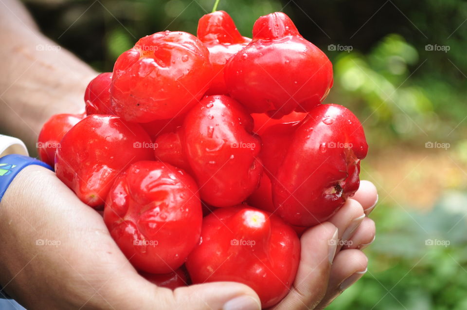 Sri lankan red syzygium