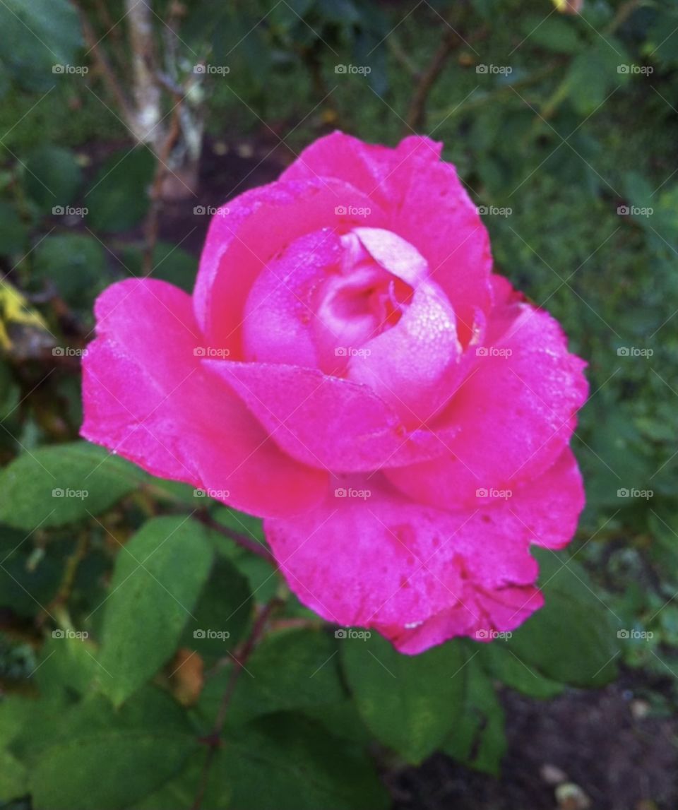 🌹 🇺🇸 Very beautiful flowers to brighten our day.  Live nature and its beauty. Did you like the delicate petals? / 🇧🇷 Flores muito bonitas para alegrar nosso dia. Viva a natureza e sua beleza. Gostaram das pétalas delicadas? 