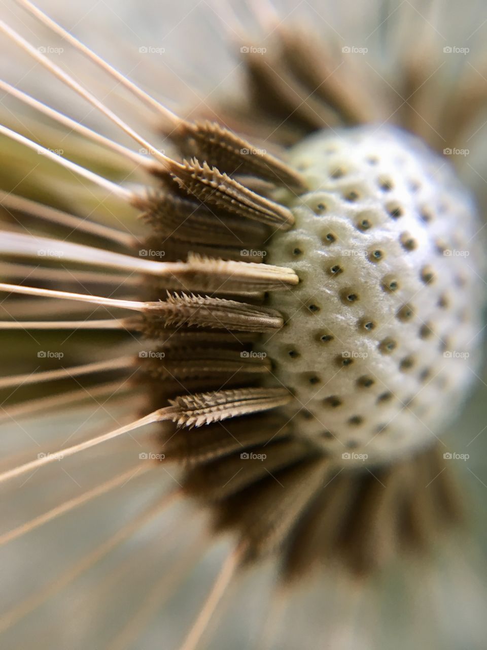 Dandelion clock … close up of the seeds 