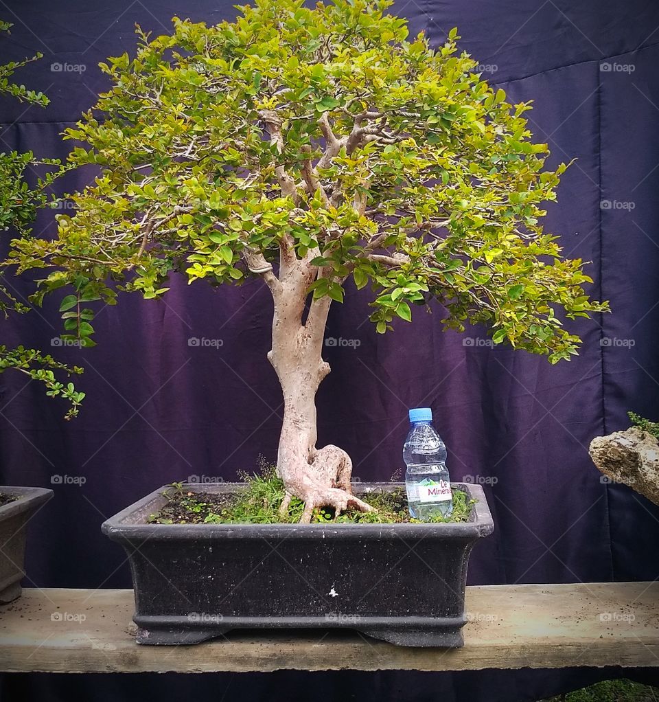 Another beatifull and eye catching bonsai