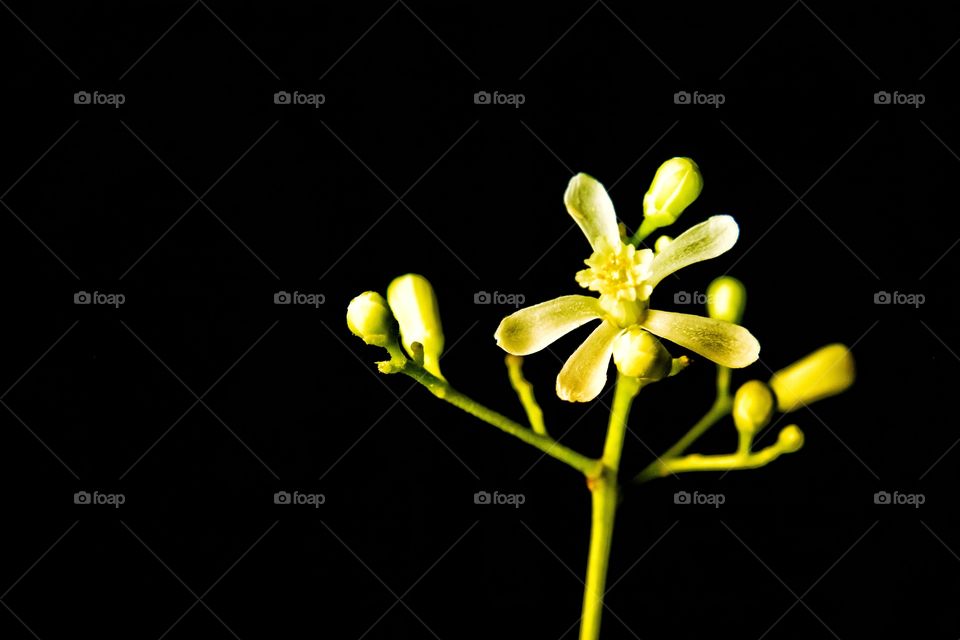 A low-key image of Neem flower and buds isolated.
