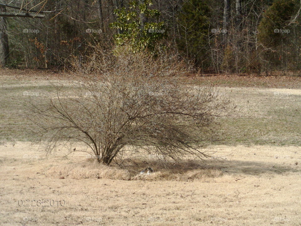 Tree, Landscape, Nature, Park, Wood