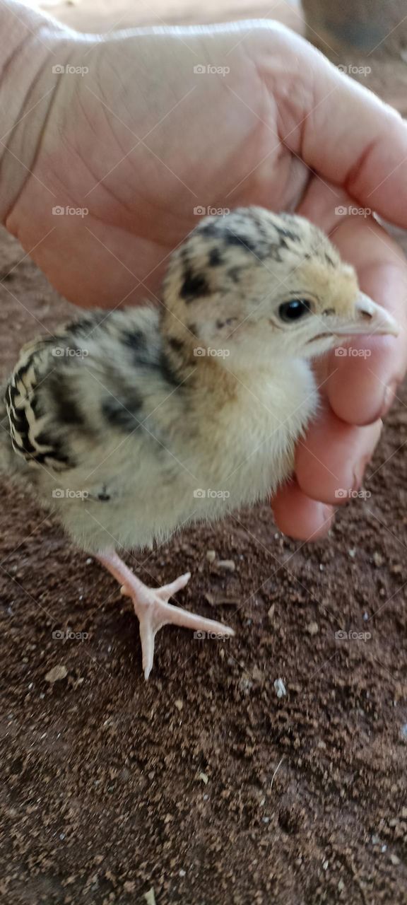 Three-day-old turkey