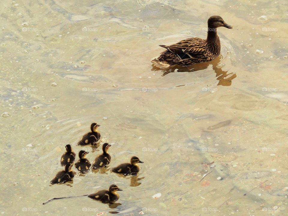 Mother duck with ducklings on water