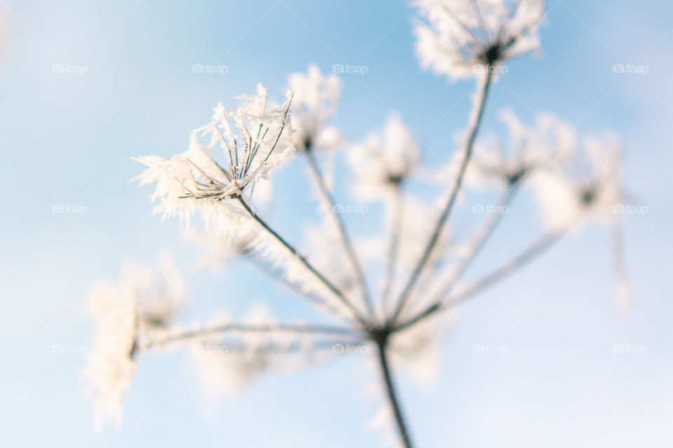 Frozen flower 