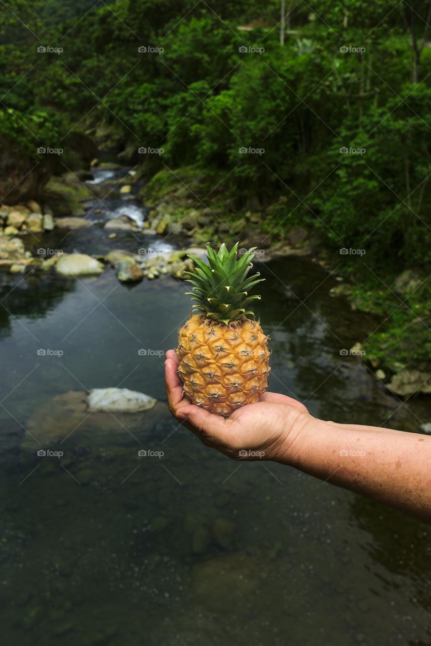 Yellow pineapple in hand