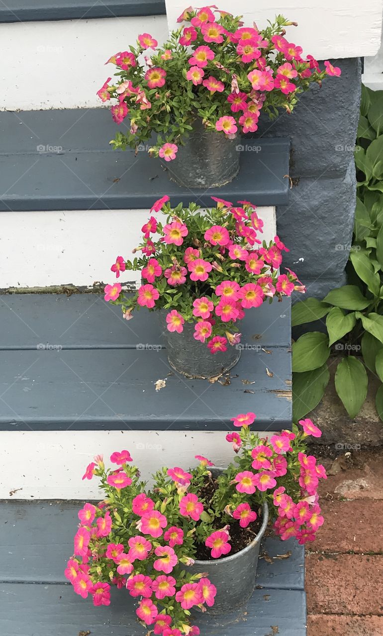 Flower, Garden, No Person, Geranium, Pot
