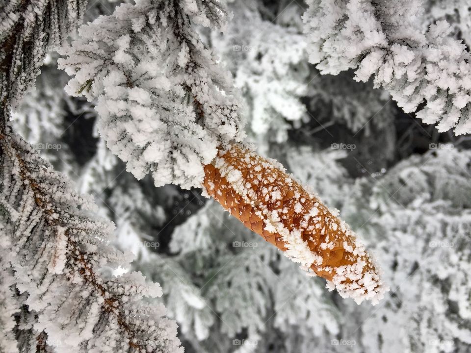 Conifer in winter