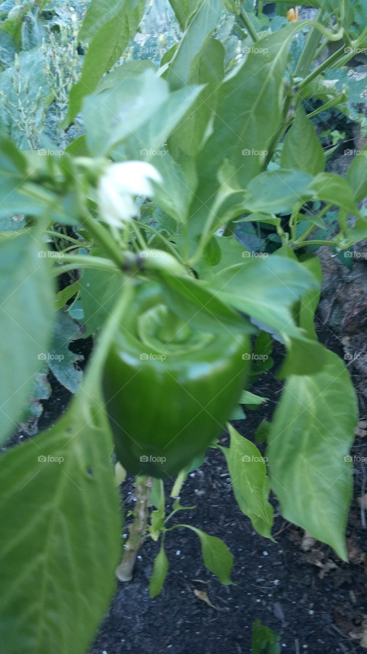 peppers growing