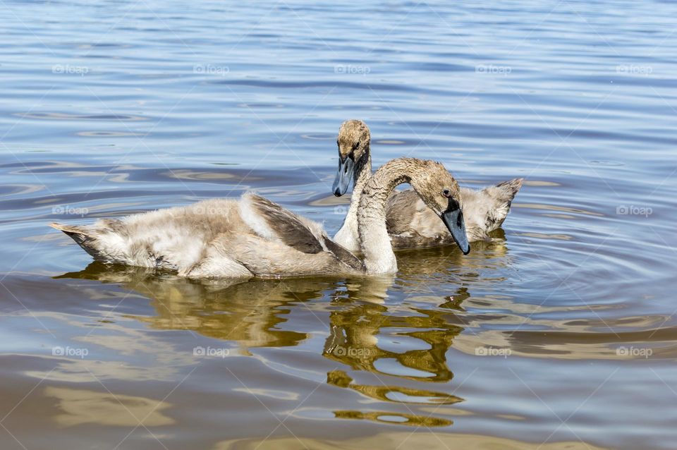 Young white swans.