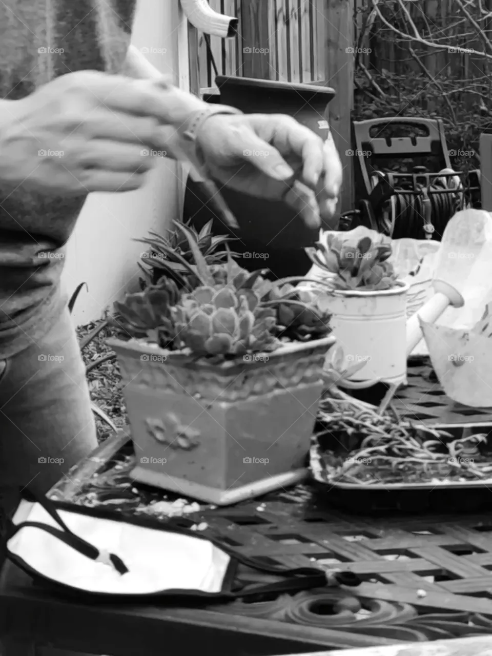 Succulent