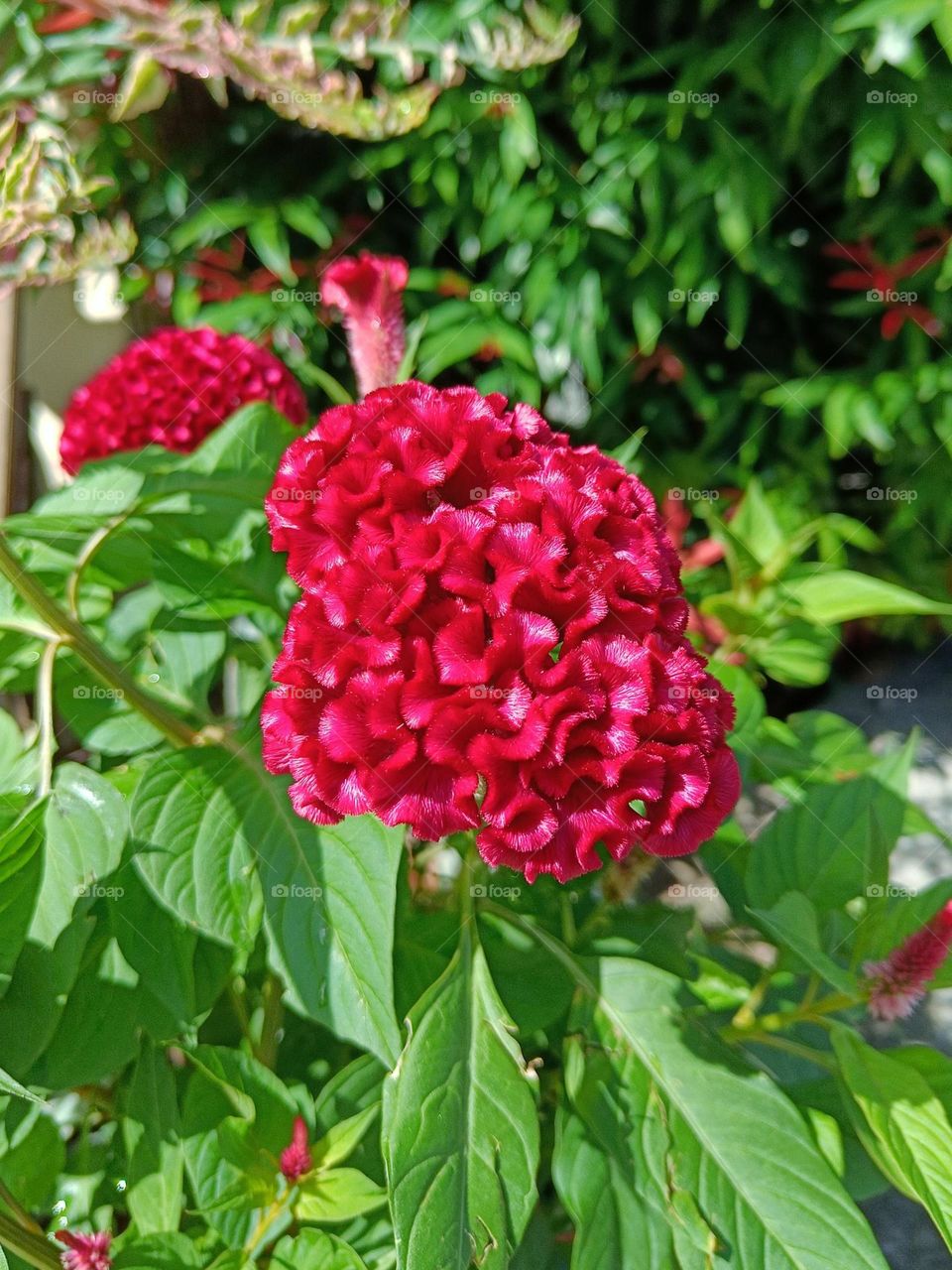 Detailed red flower object texture