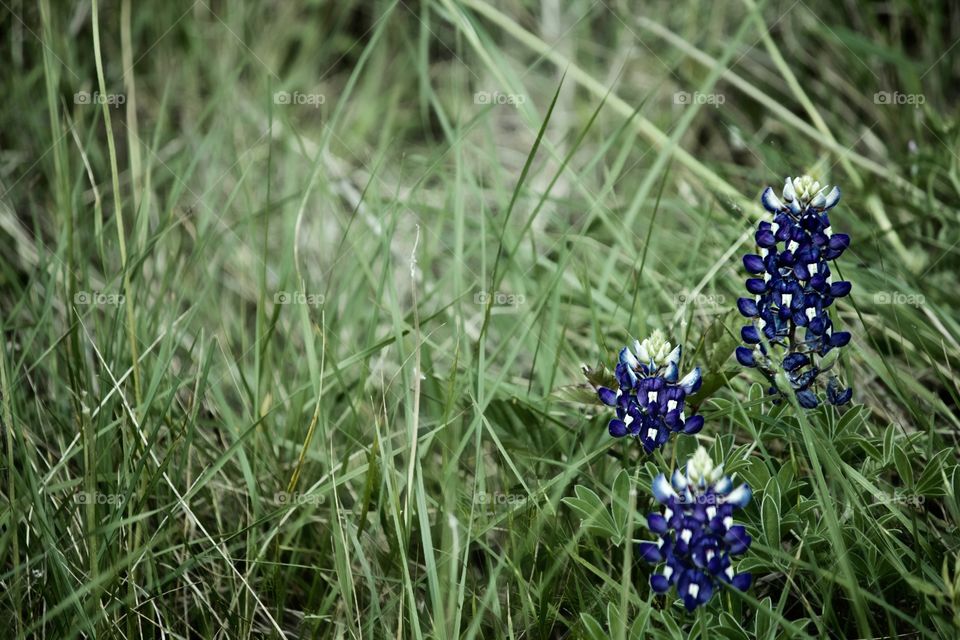 Bluebonnet time in Texas!!!