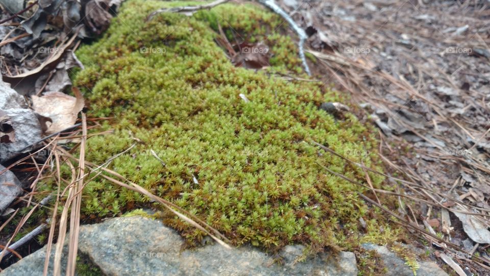 Nature, Moss, Leaf, Flora, Wood