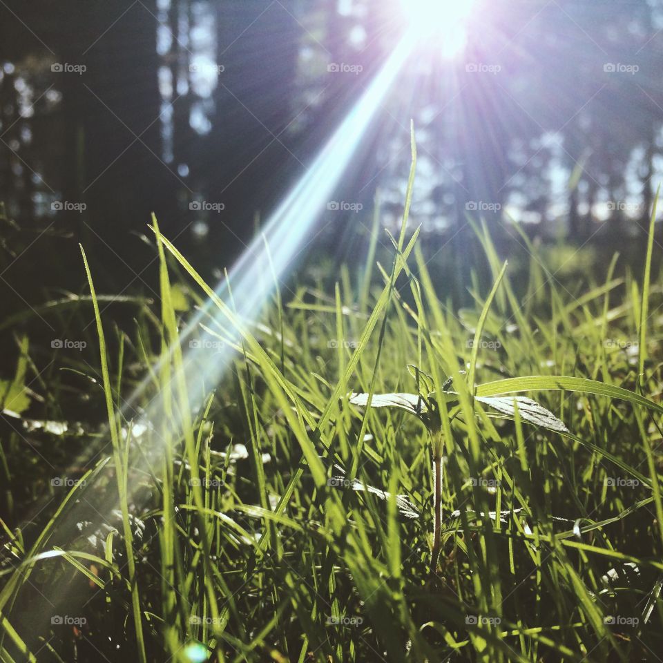 Sunshine and grass