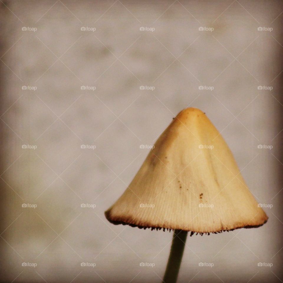mushroom