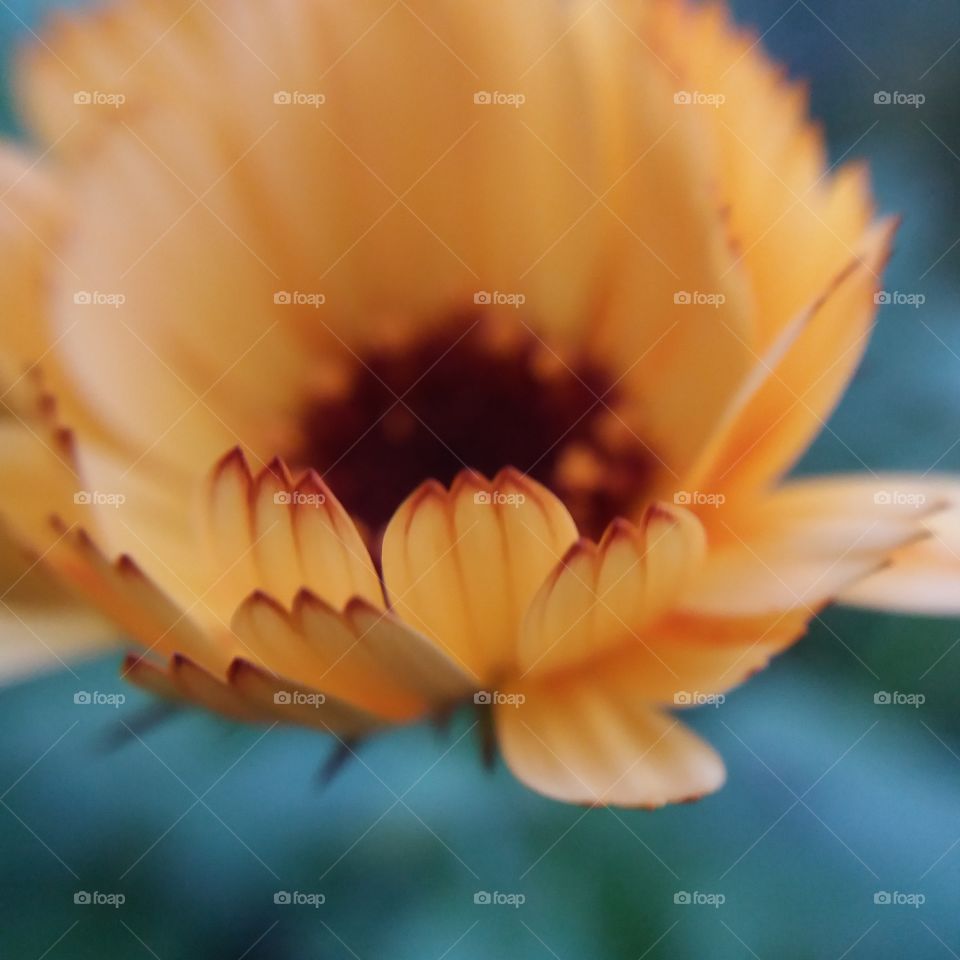 calendula petals close-up