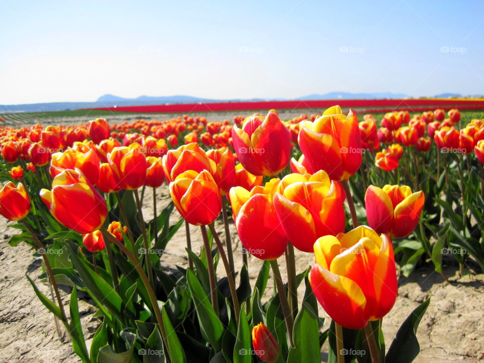 Spring tulips 