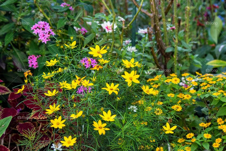 spring flowers