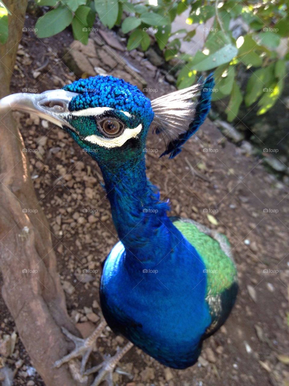 Peacock