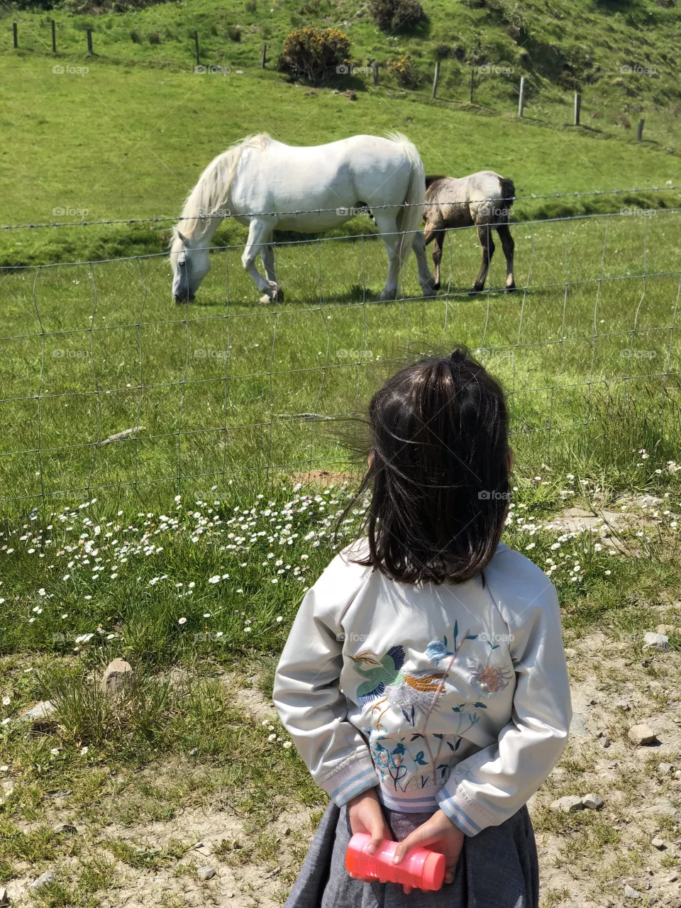 Horses