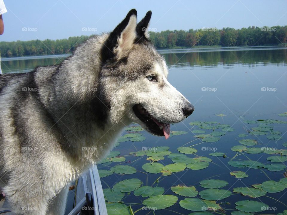 Siberian Husky 
