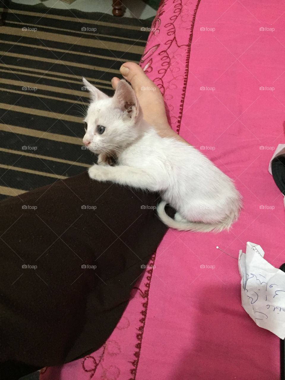 My white kitten sitting on my leg